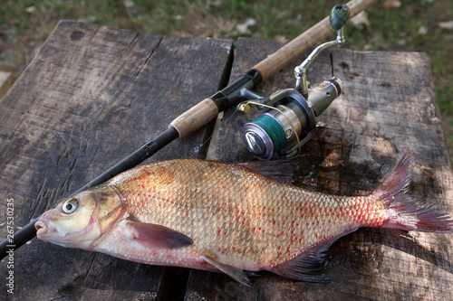 Big freshwater common bream and fishing rod with reel on vintage wooden background..