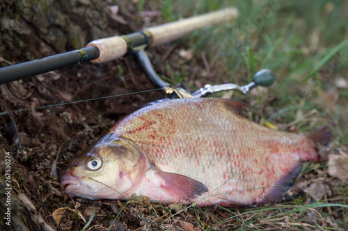 Big freshwater common bream and fishing rod with reel on natural background..