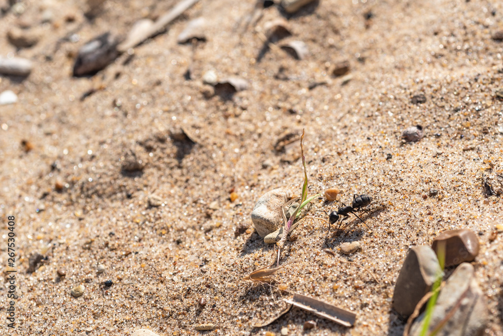 Ant runs on sand - macro