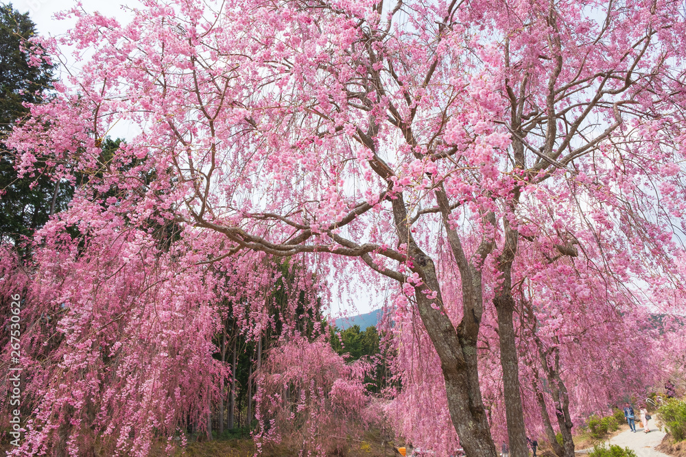 しだれ桜　春　花　高見の郷　奈良県