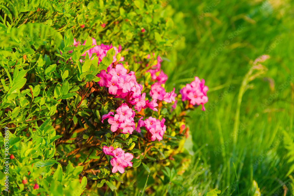 Obraz premium Bush of flowering Rhododendron myrtifolium in Carpathian Mountains