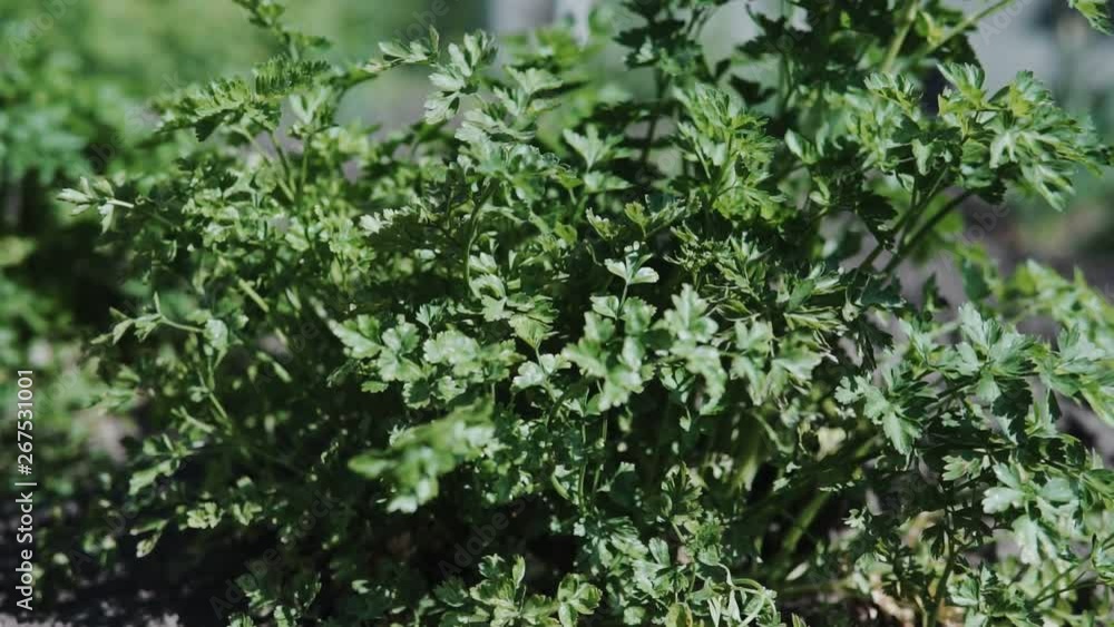 Green parsley in the garden swaying in the wind Green parsley in the garden swaying in the wind