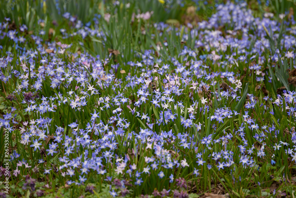 Spring Flowers