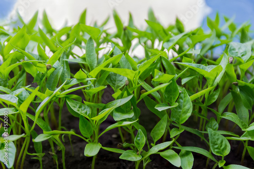 Seedlings of bell pepper close-up in selective focus