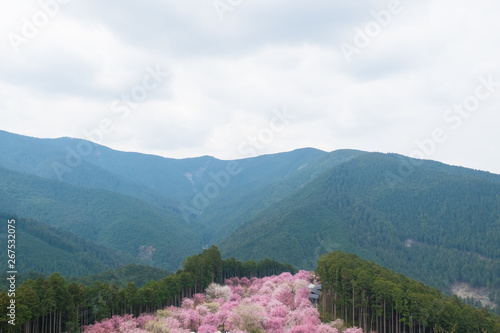 しだれ桜　春　花　高見の郷　奈良県 © Rummy & Rummy