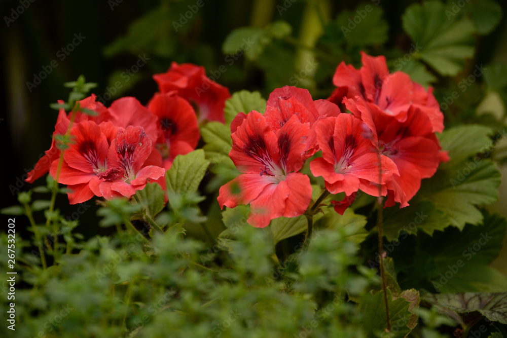 Obraz premium Spring Flowers