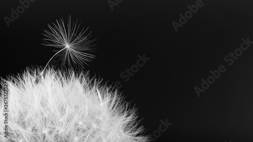 Fototapeta Naklejka Na Ścianę i Meble -  Common dandelion blowball. Fluffy seed detail. Taraxacum officinale. Black and white overblown bloom. Fragile spring wildflower. Soft seeds on dark background. Copy space. Hope, stand out or mourning.