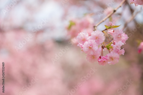 しだれ桜 春 花 高見の郷 奈良県 2019年4月