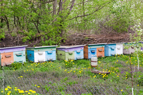 Fragment of rural apiary with row of hives in springtime