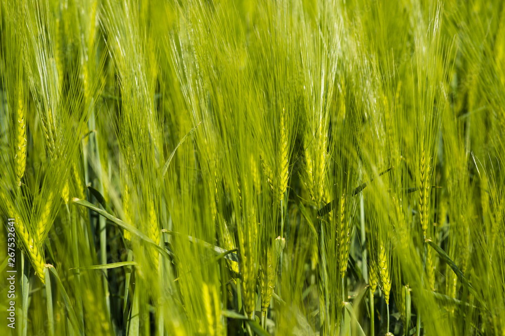 Close-up of green wheat field