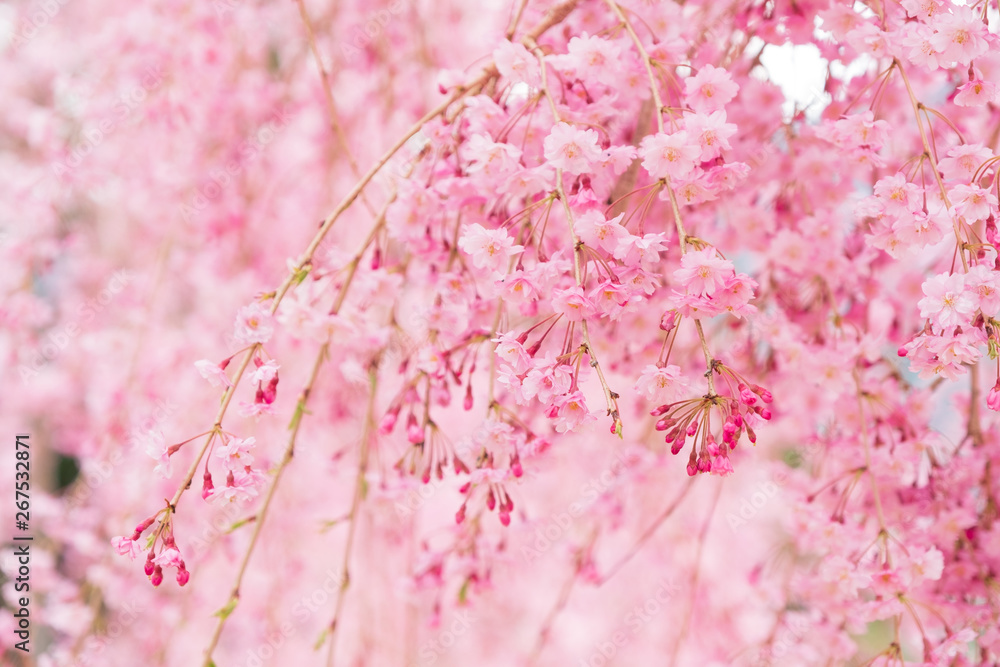Obraz premium しだれ桜 春 花 高見の郷 奈良県 2019年4月