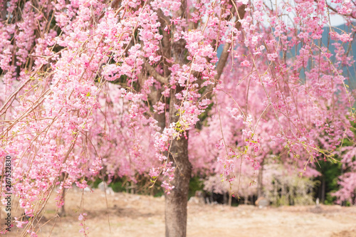 しだれ桜 春 花 高見の郷 奈良県 2019年4月