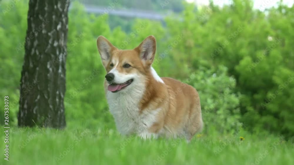 cute funny welsh corgi cute funny welsh corgi