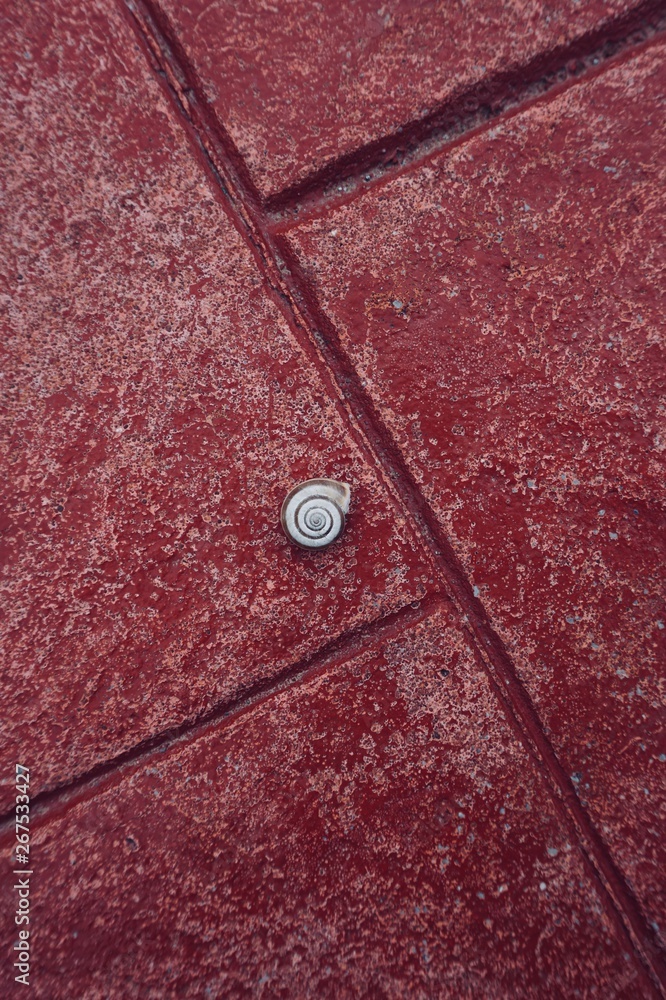 white snail on the red ground, small snail in the nature white snail on the red ground, small snail in the nature