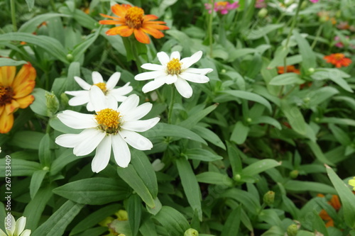 Close up of flower