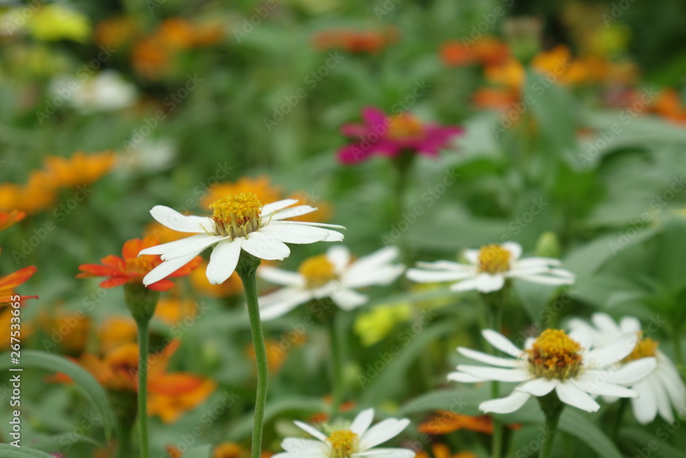 Fototapeta premium Close up of flower