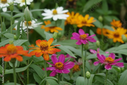 Close up of flower