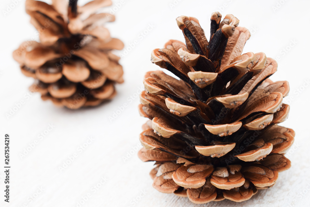 Pine cones on a white background. Open pine cones Pine cones on a white background. Open pine cones