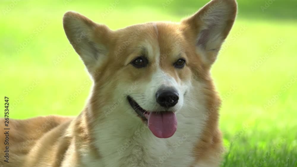 portrait of welsh corgi on the green lawn portrait of welsh corgi on the green lawn