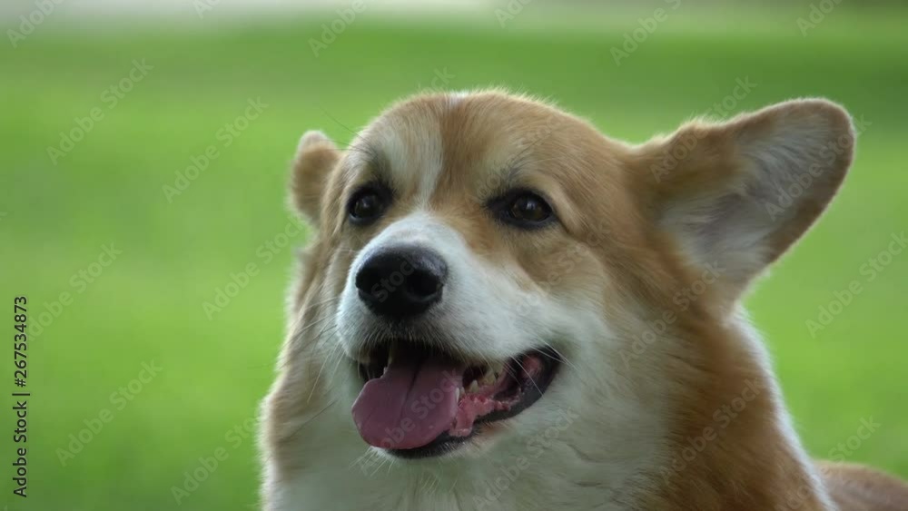portrait of welsh corgi on the green lawn portrait of welsh corgi on the green lawn