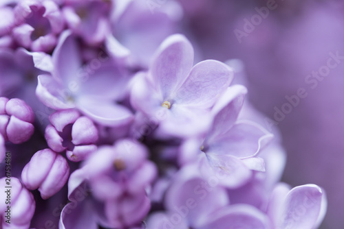 closeup of a flower lilac © biv17