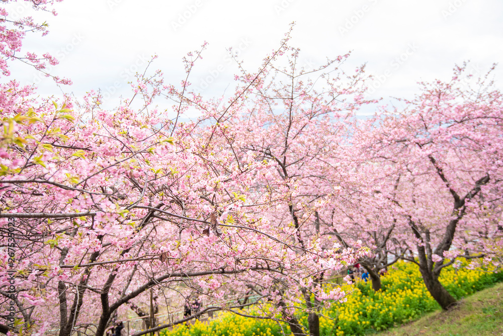 Beautiful Cherry Blossom in Matsuda , Japan Beautiful Cherry Blossom in Matsuda , Japan