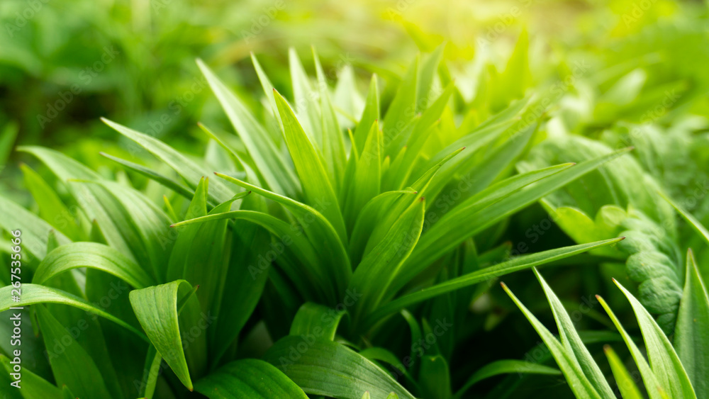 Green floral background, blurred background. Young green leaves, grass. Sunlight, rays. Green floral background, blurred background. Young green leaves, grass. Sunlight, rays.