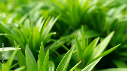 Green floral background, blurred background. Young green leaves, grass. Sunlight, rays.