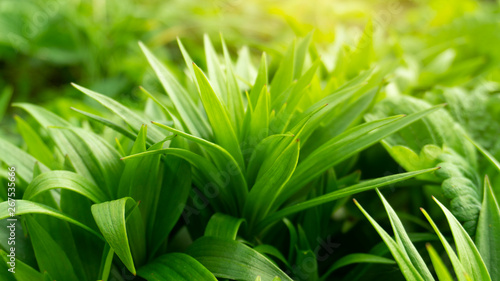 Wallpaper Mural Green floral background, blurred background. Young green leaves, grass. Sunlight, rays. Torontodigital.ca