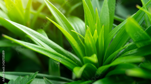 Wallpaper Mural Green floral background, blurred background. Young green leaves, grass. Sunlight, rays. Torontodigital.ca
