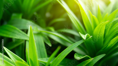 Green floral background, blurred background. Young green leaves, grass. Sunlight, rays.