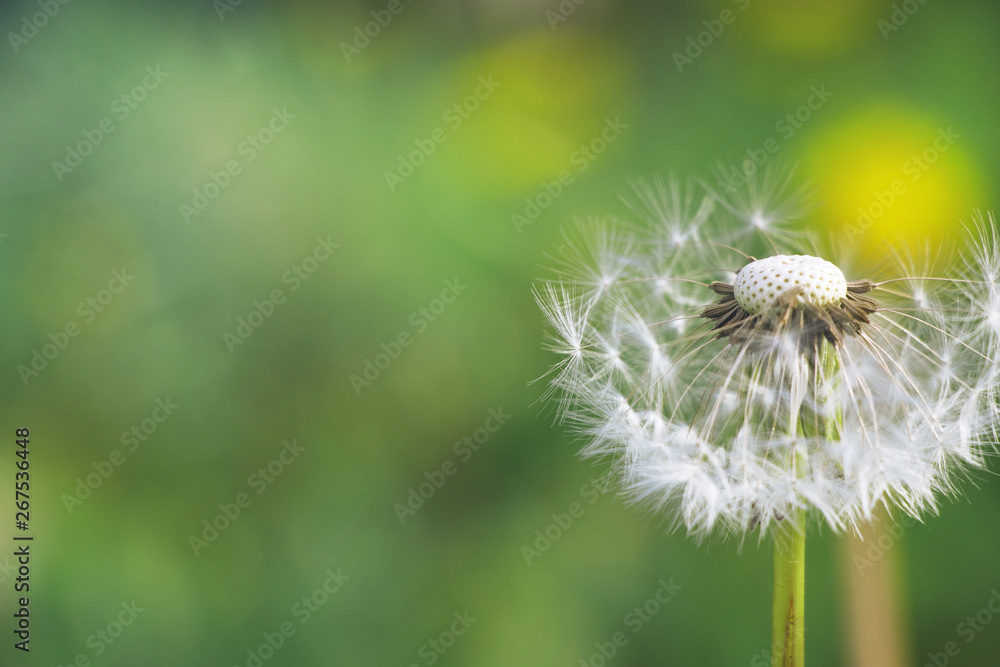Fototapeta premium świeże zielone tło mniszek