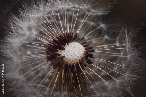 dandelion flower plant in the garden in summer  dandelion in the nature