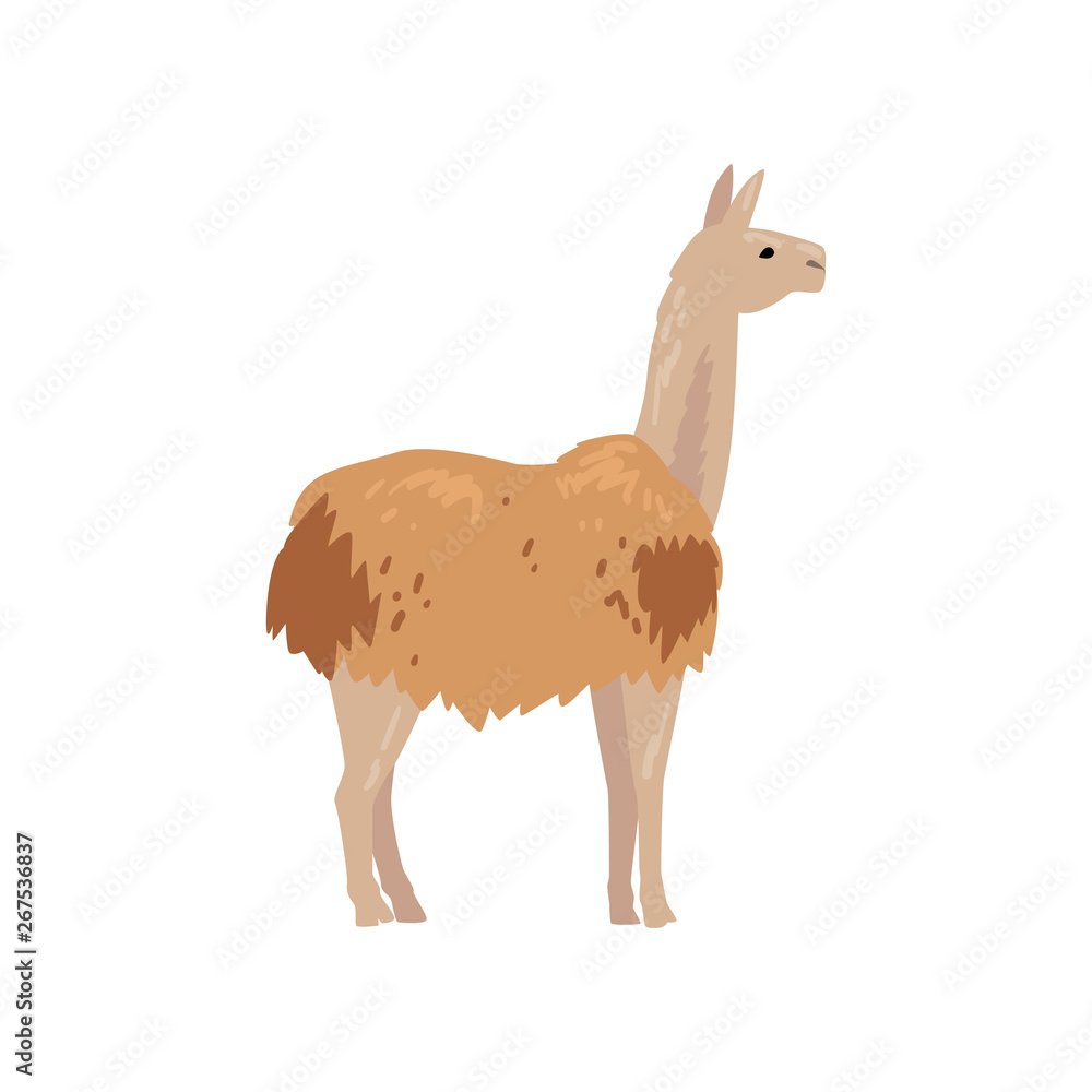 Cute Fluffy Llama Animal, Side View Vector Illustration Cute Fluffy Llama Animal, Side View Vector Illustration