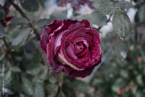 Rose photo