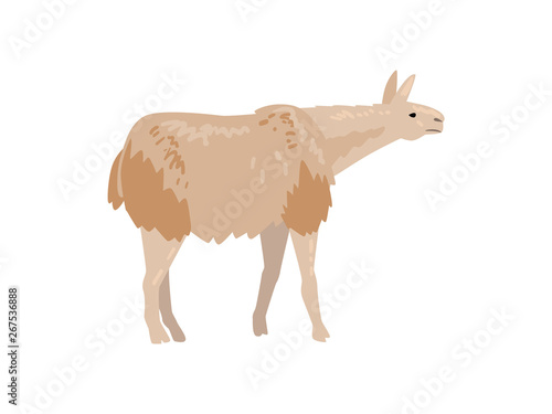 Cute Fluffy Llama or Alpaca Animal Vector Illustration