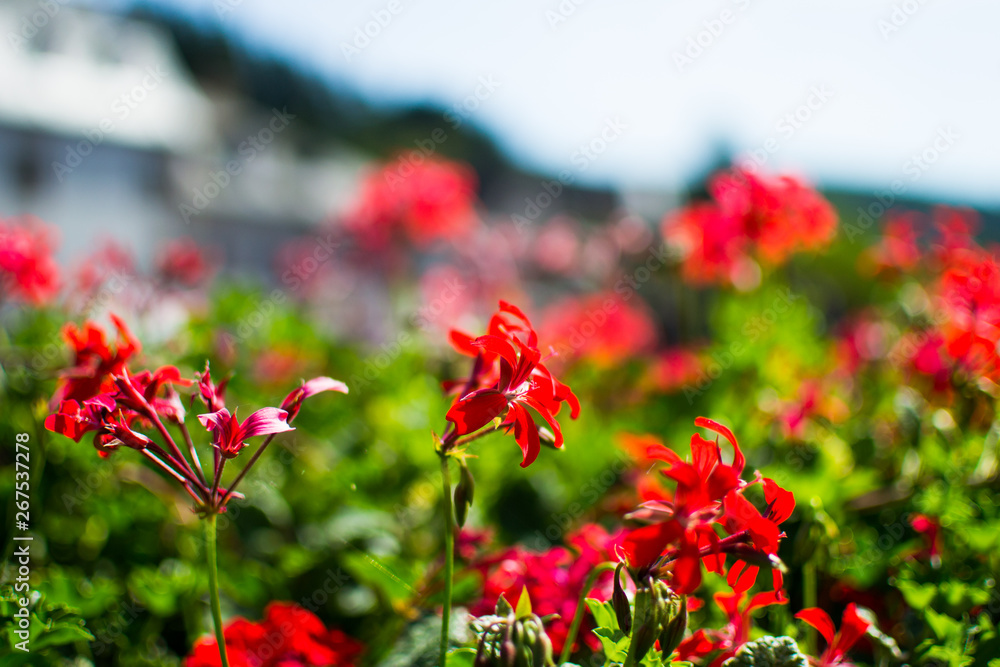 Close up of red flowers with blurred background. Macro nature. Love, passion.