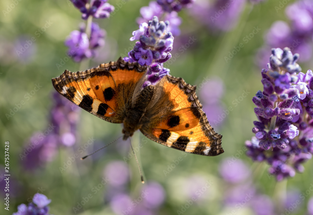 Colorful Butterfly on the blooming lavender flowers Colorful Butterfly on the blooming lavender flowers