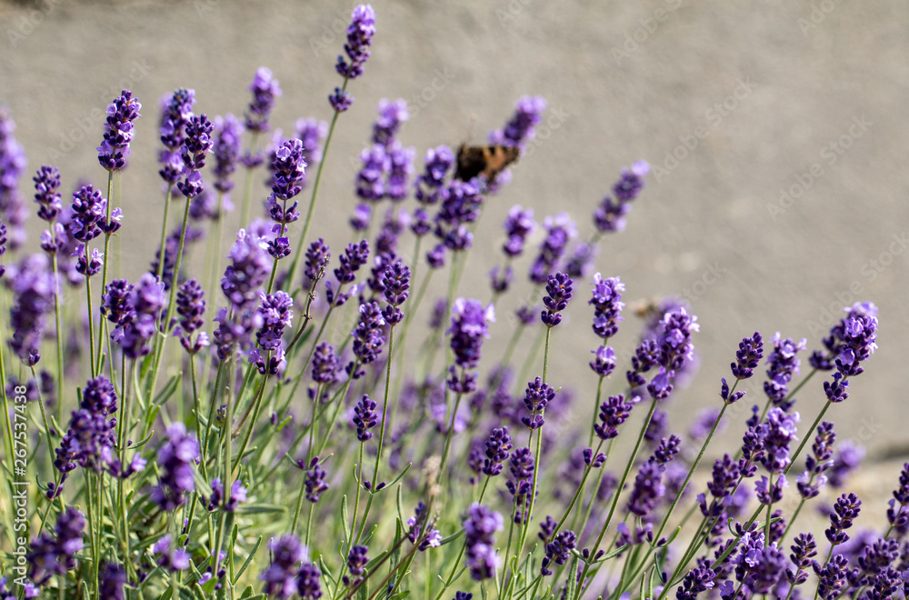 Fototapeta premium the blooming lavender flowers in Provence, near Sault, France