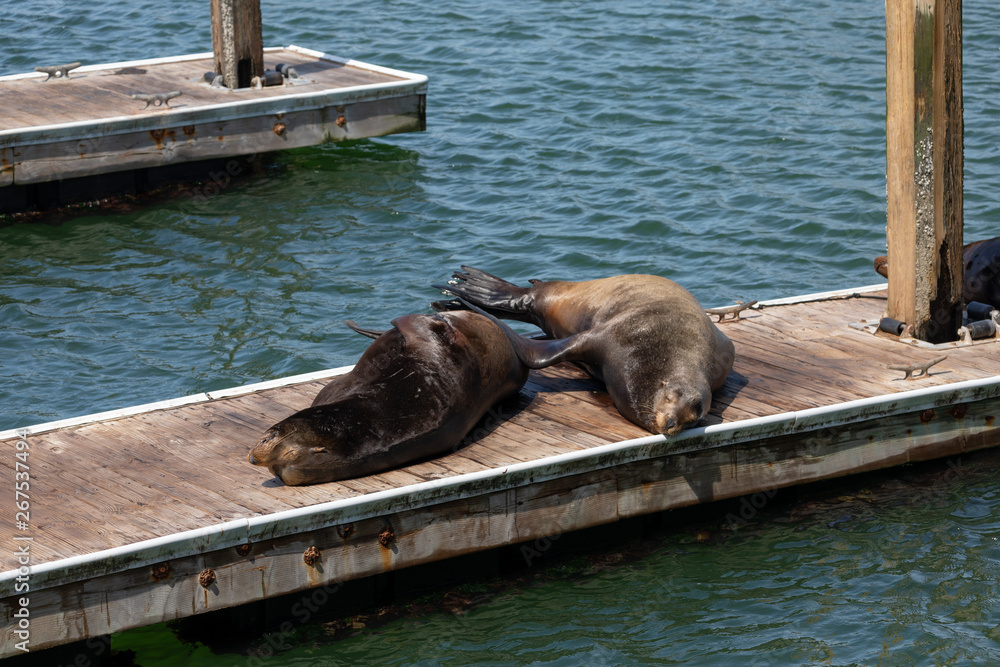 Fototapeta premium sea lions in san francisco