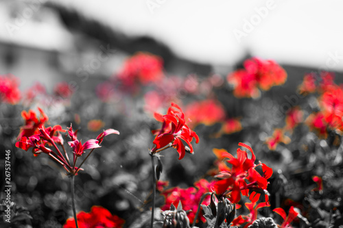 Naklejka na szafę Separacja koloru - czerwone kwiaty
