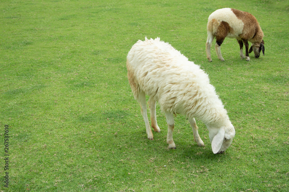 Obraz premium The sheep eat grass