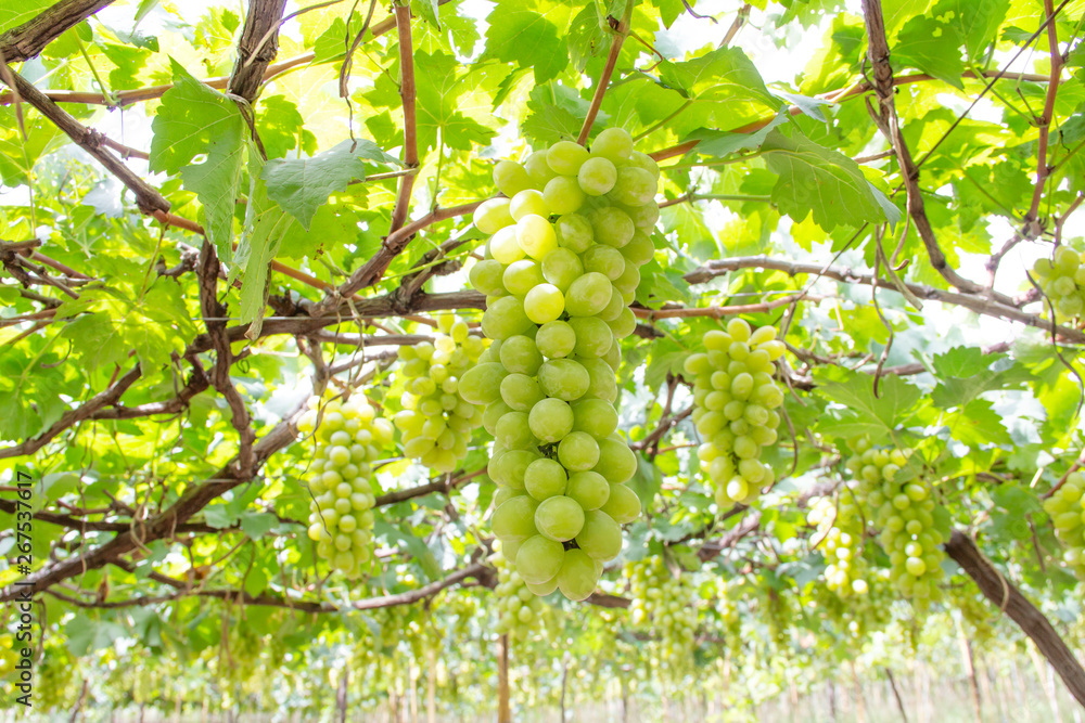 A bunch of green grapes in a vineyard A bunch of green grapes in a vineyard