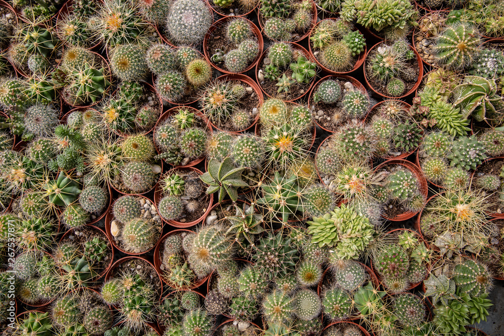 Fototapeta premium Cacti meditation