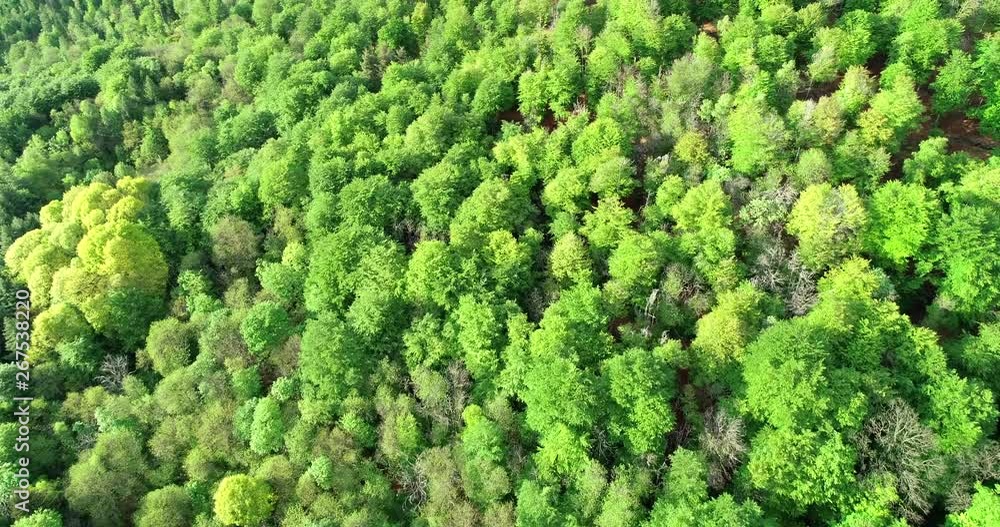 Flying over woods in summer, warm afternoon light Flying over woods in summer, warm afternoon light