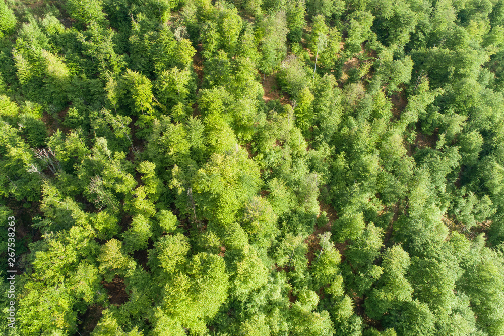 Naklejka premium Aerial top view of summer green trees in forest