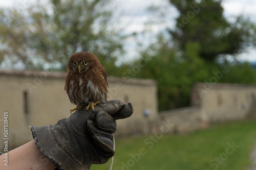 Owl posing on a falconer's hand  photo