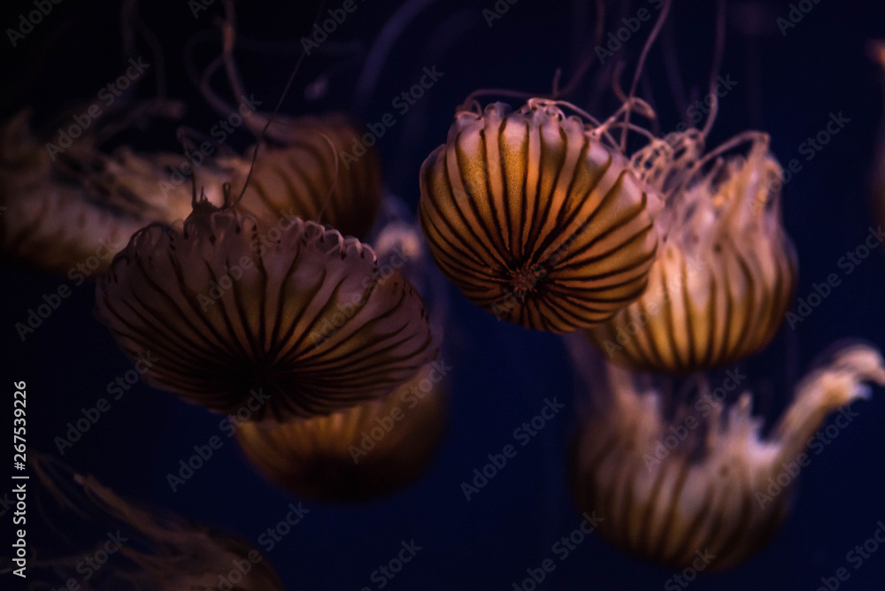 Obraz premium Jellyfish