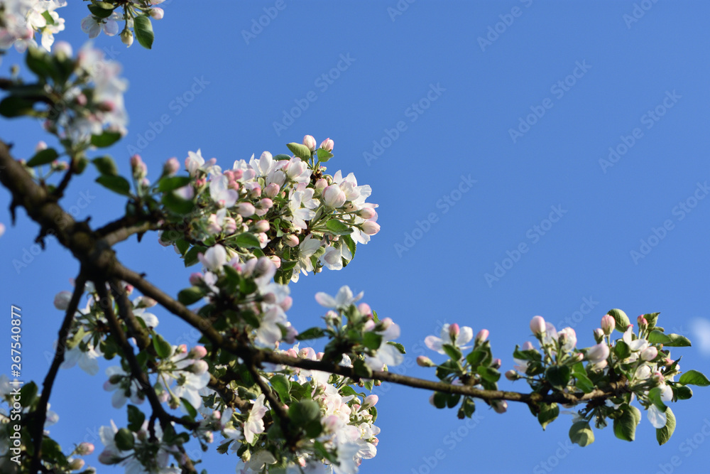 flowers of apple tree in spring