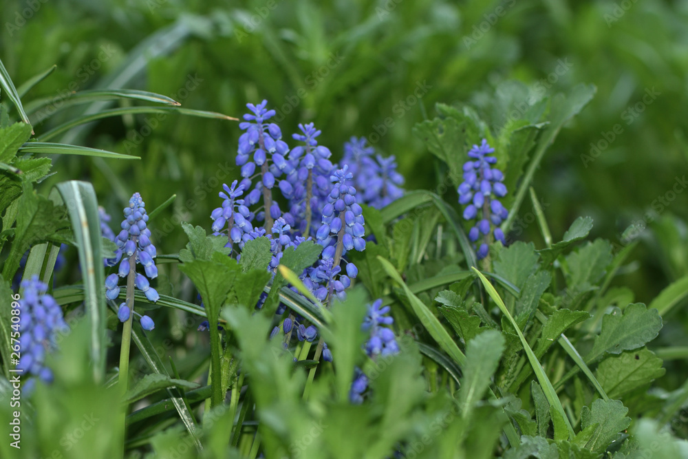 Muscari Purple mouse hyacinth in the garden on a blurred background Muscari Purple mouse hyacinth in the garden on a blurred background